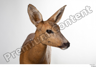 Deer Doe 2 head 0003.jpg